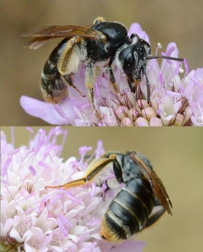 Réf. 236 383 : Andrena hattorfiana